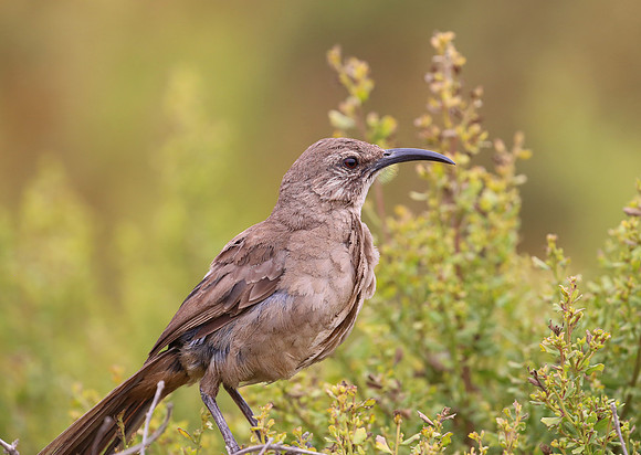 California Thrasher - Carpinteria, California