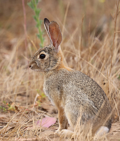 Desert Cottontail - Carpinteria, California