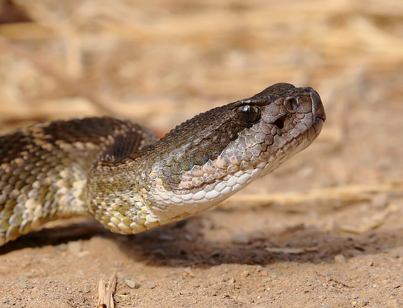 Western Rattlesnake - Big Sycamore Canyon Trail - Malibu, Califo