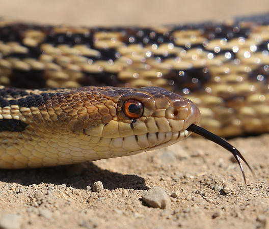 Pacific Gopher Snake - Big Sycamore Canyon Trail - Malibu, Calif