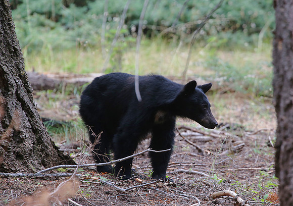 Black Bear - Sequoia National Park, California