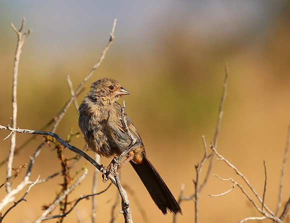 California Towhee - Carpinteria, California