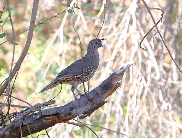 California Quail - Big Sycamore Canyon, California