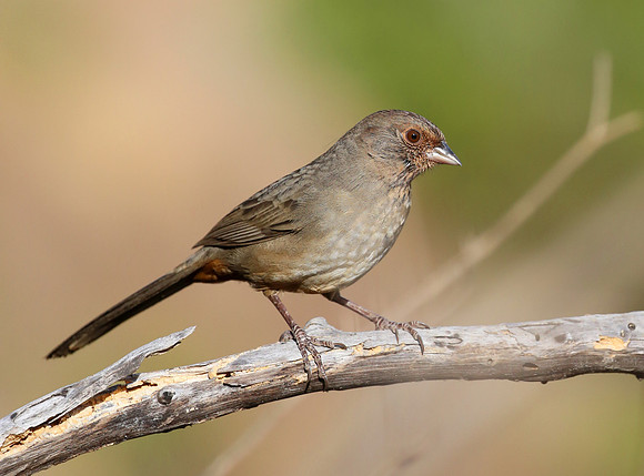 California Towhee - Big Sycamore Canyon, California