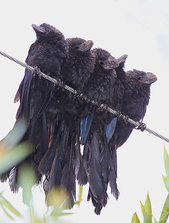 Smooth-billed Ani - Mindo, Ecuador