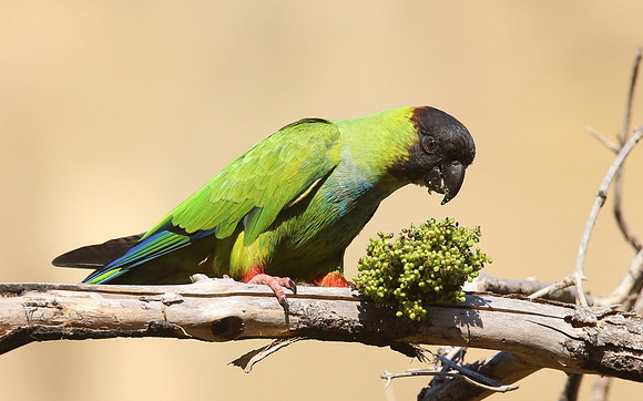Nanday Parakeet - Sycamore Canyon, California