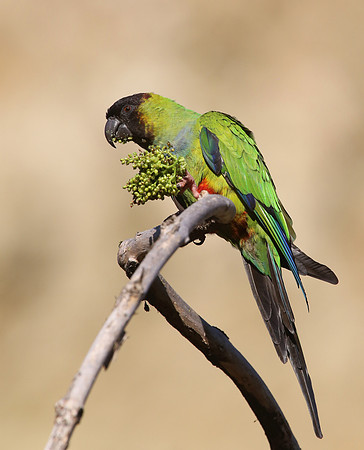 Nanday Parakeet - Sycamore Valley, California