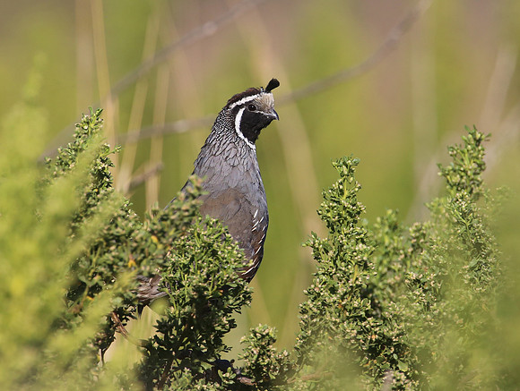 California Quail - Sycamore Canyon, California
