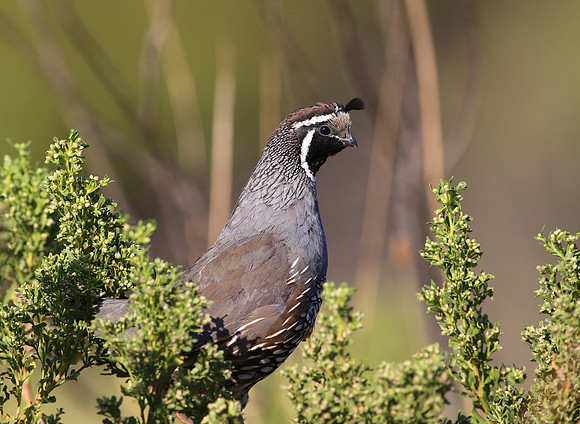 California Quail - Sycamore Canyon, California