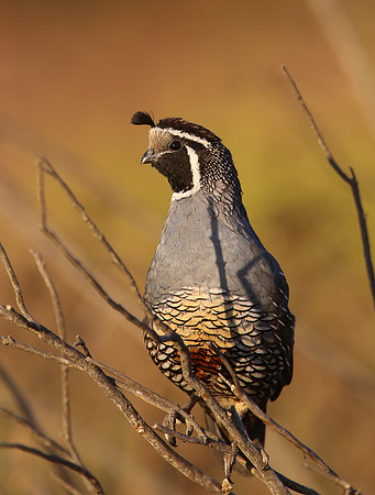 California Quail - Sycamore Canyon, California