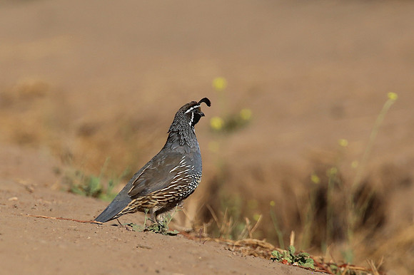 California Quail - Sycamore Canyon, California