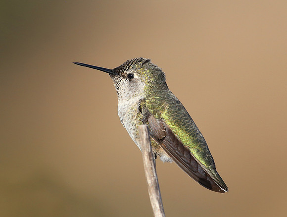 Hummingbird sp - Sycamore Canyon, California