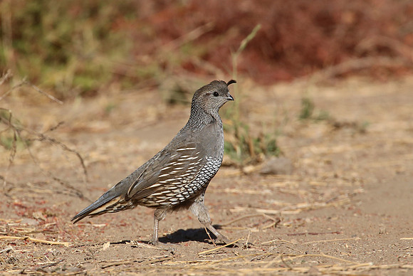 California Quail - Sycamore Canyon, California