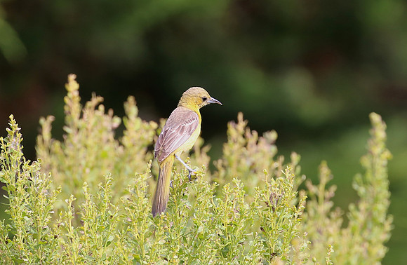 Hooded Oriole - Carpinteria, California