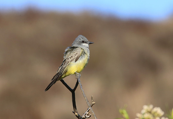Cassin's Kingbird - Sycamore Canyon, Santa Monica Mountains, Cal