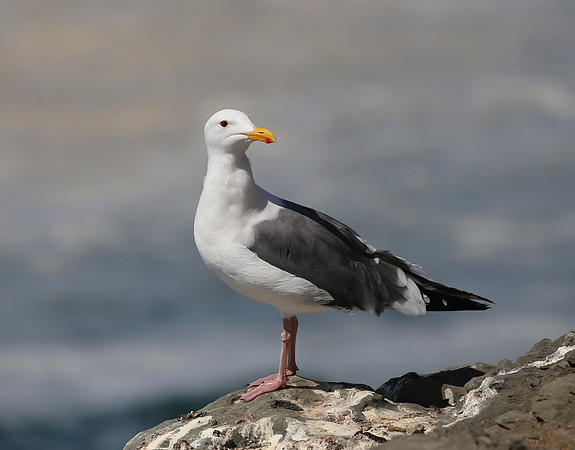 Western Gull - Sycamore Canyon Cove, California