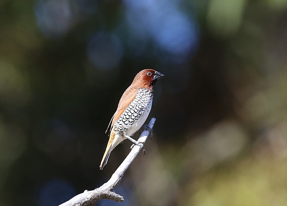 Nutmeg Mannikin - Carpinteria, California