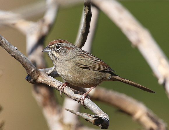 Rufous-crowned Sparrow - Sycamore Canyon, Santa Monica Mountains