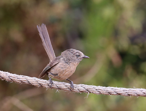 Wrentit - Carpinteria, California