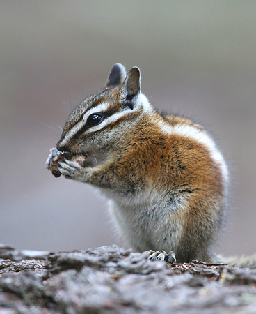 Lodgepole Chipmunk - Sequoia National Park, California