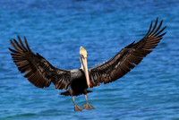 Brown Pelican - Cozumel, Mexico