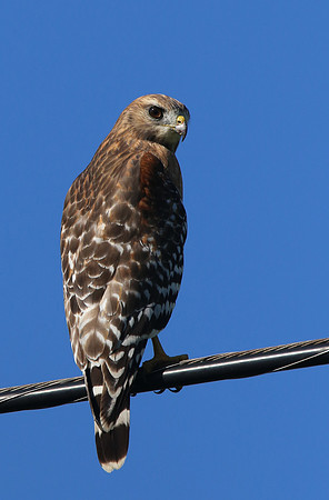 Red-shouldered Hawk - Texas