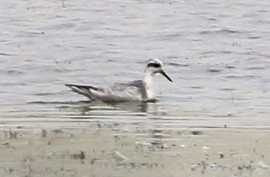 Red Phalarope Peacock Marsh Bolingbrook, IL