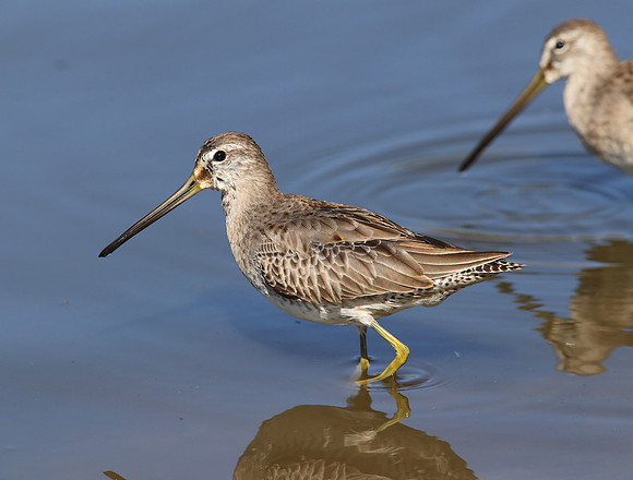Short-billed Dowitcher - Andree Clark Bird Refuge - Santa Barbar