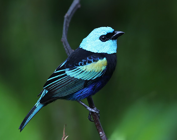 Blue-necked Tanager - Mindo, Ecuador