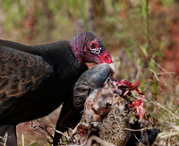 Turkey Vulture with Duck - Anahuac NWR, Texas