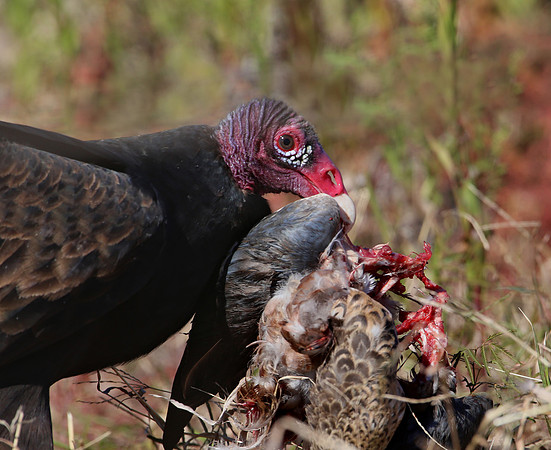 Turkey Vulture with Duck - Anahuac NWR, Texas