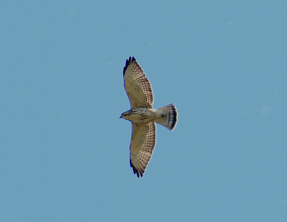 Gray Hawk Juvenile - Bentsen Rio Grande State Park, Texas