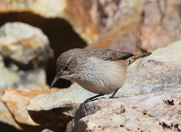 Rock Wren - Joshua Tree National Park, California
