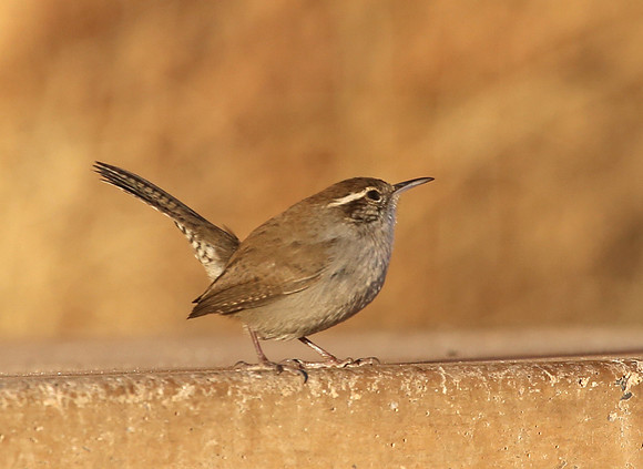 Bewick's Wren - Joshua Tree National Park, California