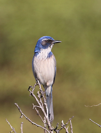 California Scrub-jay - Sycamore Canyon, California