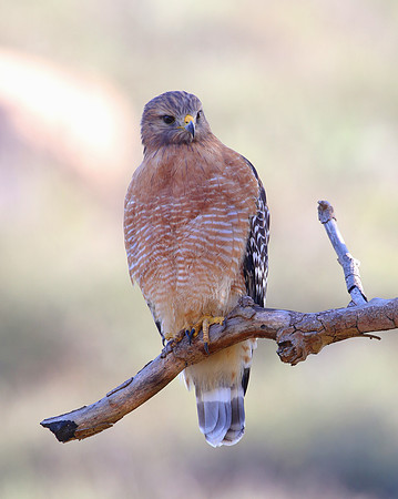 Red-shouldered Hawk - Sycamore Canyon, California