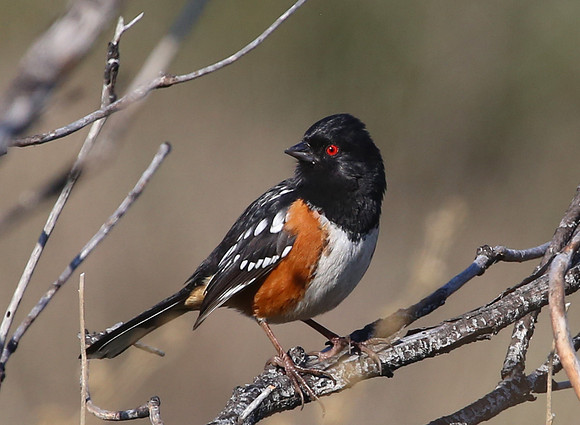 Spotted Towhee - Sycamore Canyon, California