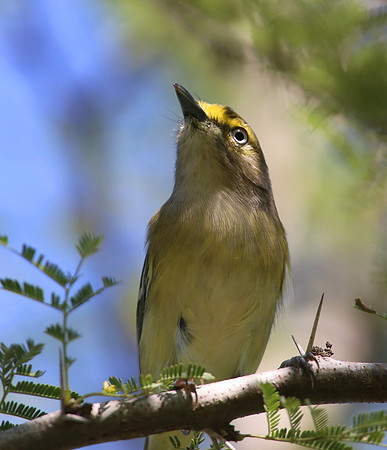 White-eyed Vireo - Bentsen Rio Grande State Park, Texas