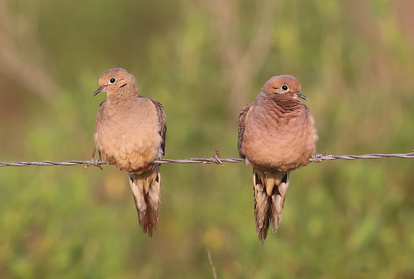 Mourning Doves - Anahuac National Wildlife Refuge