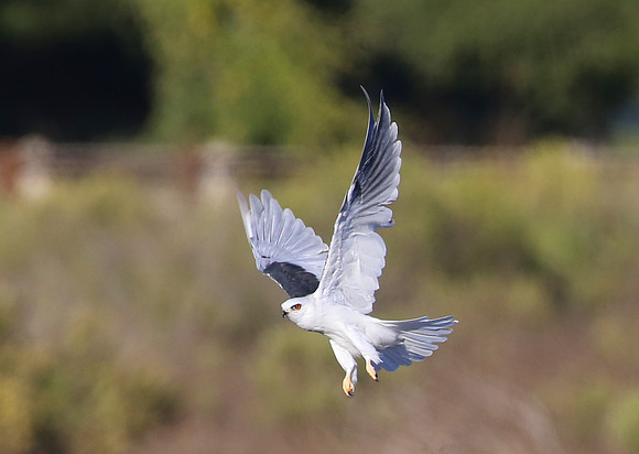 White-tailed Kite - Rancho Sierra Viste - Newberry Park, Califor