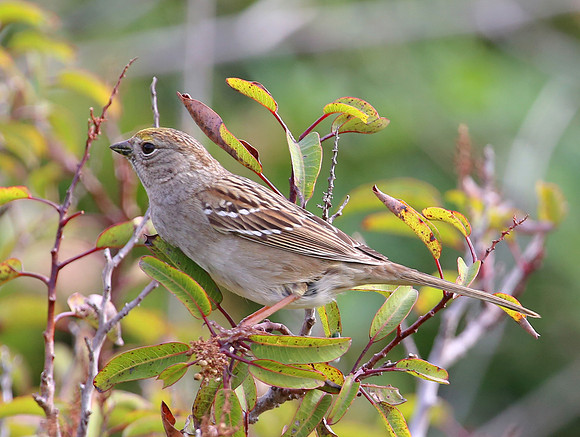 Golden-crowned Sparrow - immature