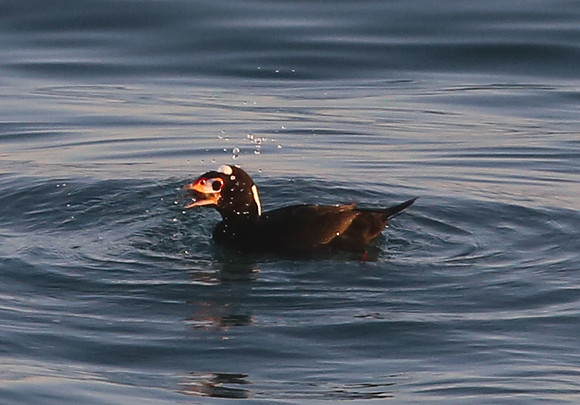 Surf Scoter - Malibu, California