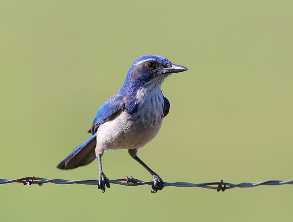 California Scrub-Jay- Newberry Park, CA.  Wendy's Trailhead.