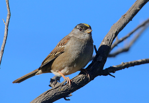 Golden-crowned Sparrow - Newberry Park, CA.  Wendy's Trailhead
