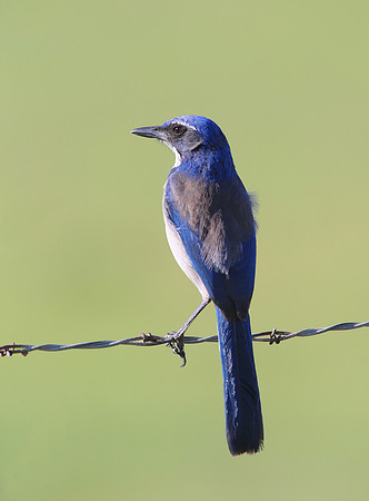 California Scrub-Jay - Newberry Park, CA.  Wendy's Trailhead