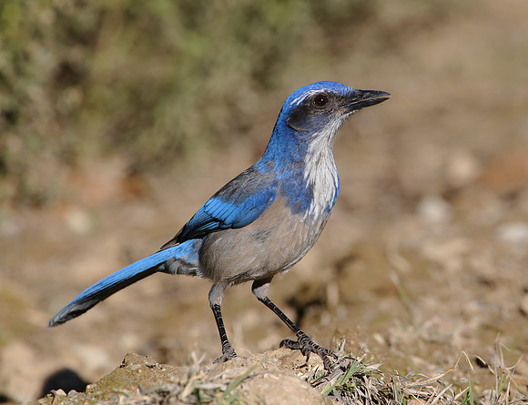 California Scrub-Jay - Newberry Park, Wendy's Trailhead, CA