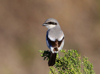 Loggerhead Shrike - Newberry Park, Wendy's Trailhead, CA