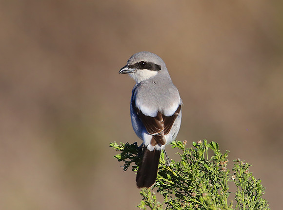 Loggerhead Shrike - Newberry Park, Wendy's Trailhead, CA