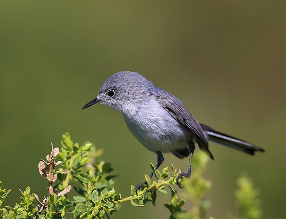 Blue-gray Gnatcatcher - Carpenteria, CA