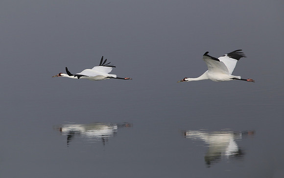 Whooping Cranes - Aransas, Texas